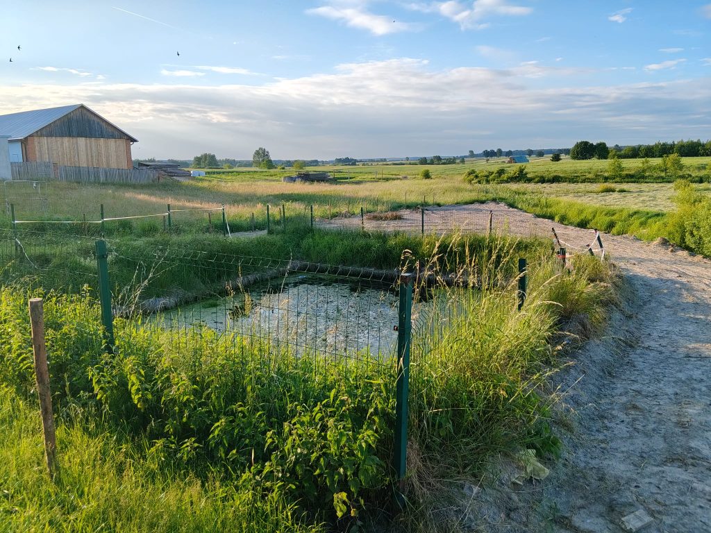 Zielone pola, ogrodzony staw, droga gruntowa i drewniana stodoła pod błękitnym niebem z chmurami i lecącymi ptakami.